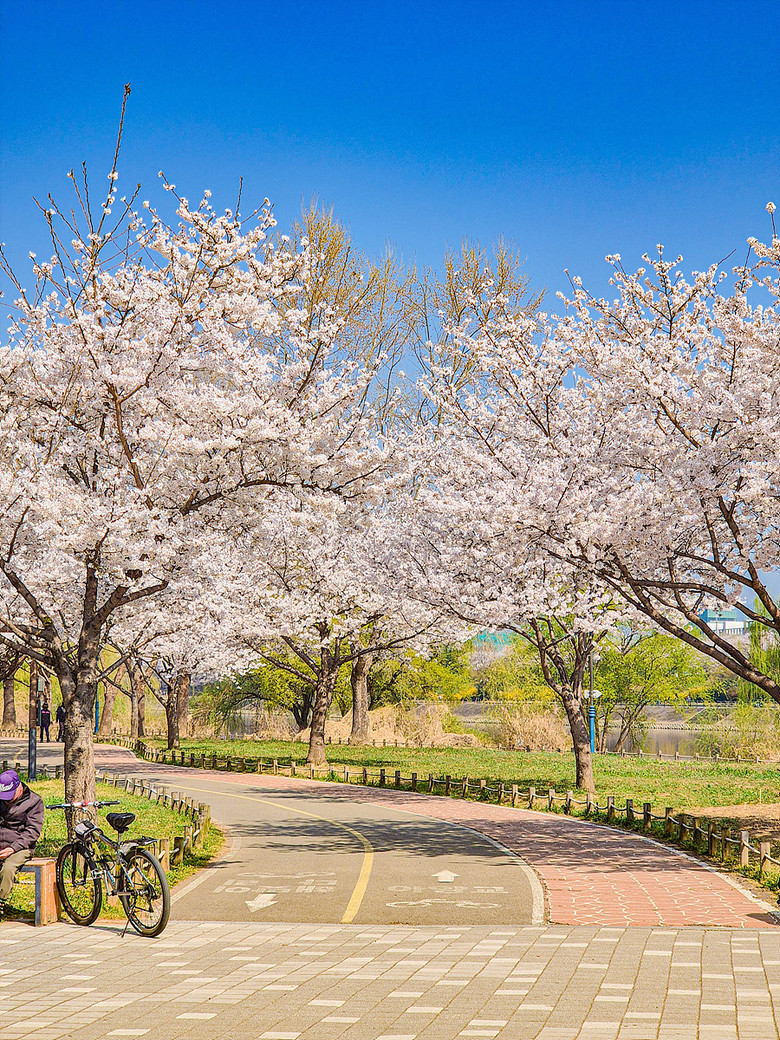 “꽃비 맞으며 달려보세요” 대구시, ...