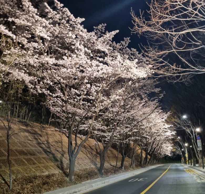 “밤마저 아름다운 서초의 봄” 서초구...